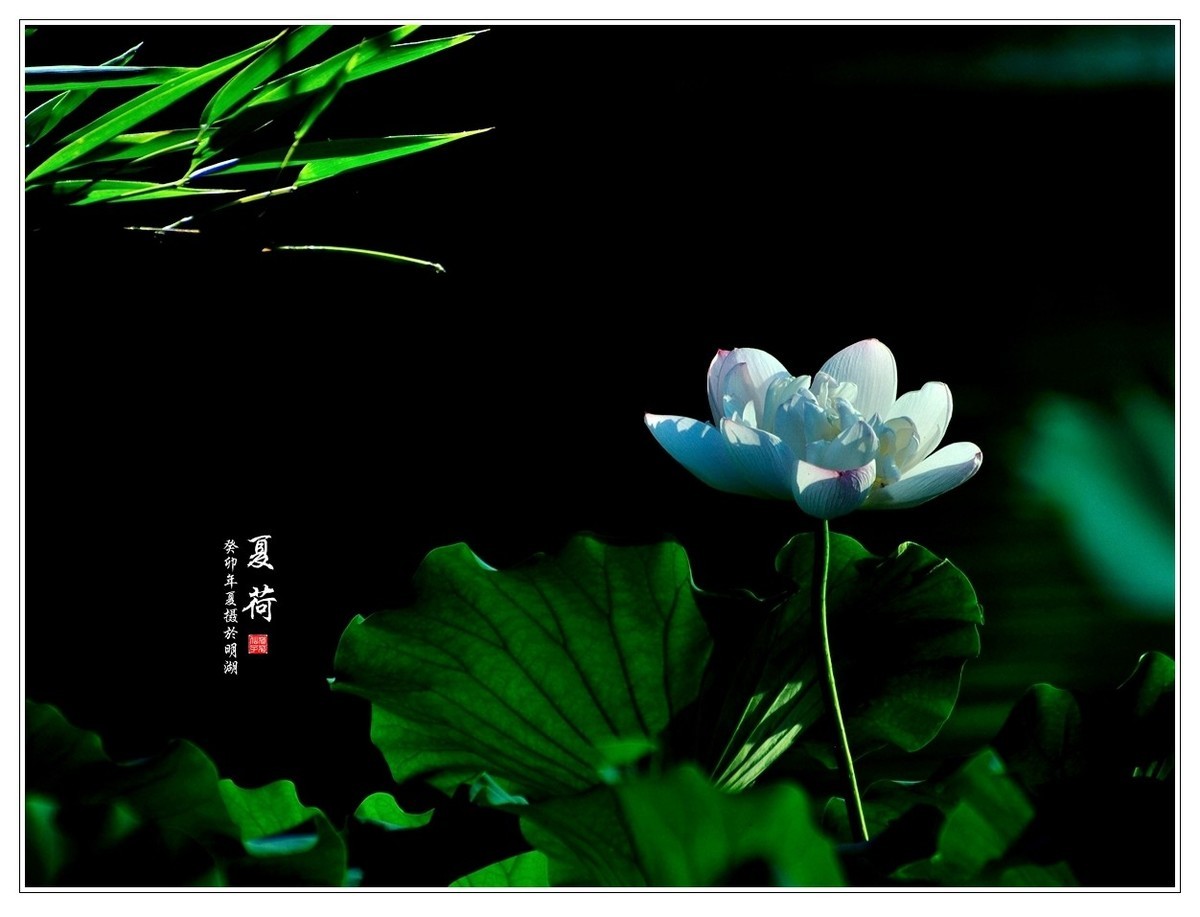 【视觉光影】“荷荷”美美 (17)-中关村在线摄影论坛