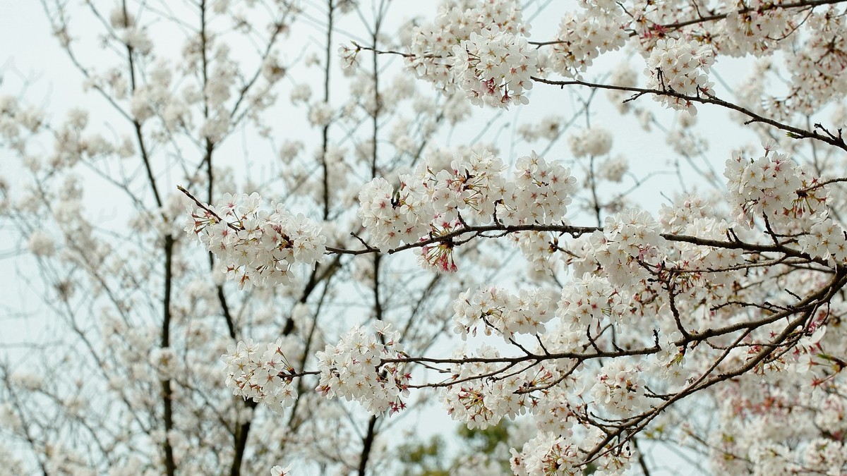 佳能百微镜头下的早樱冷艳妩媚。