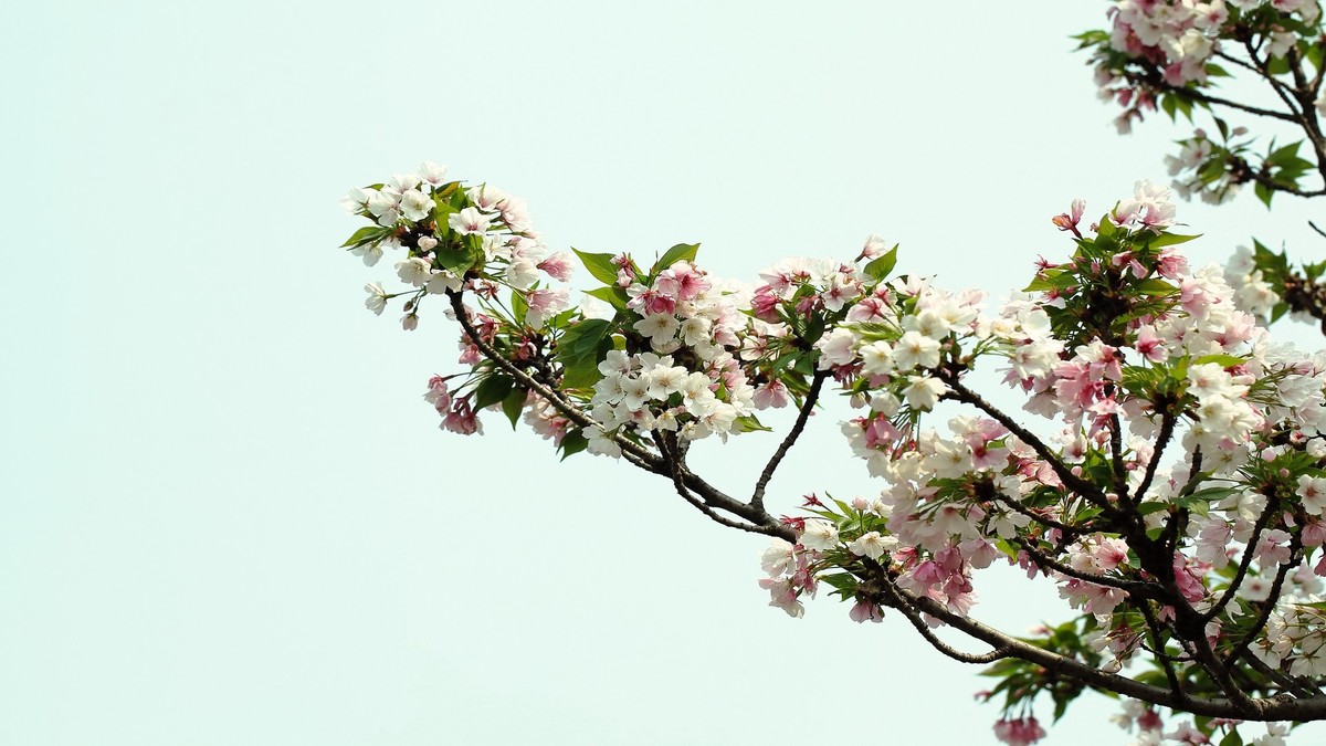 佳能百微镜头下的早樱冷艳妩媚。