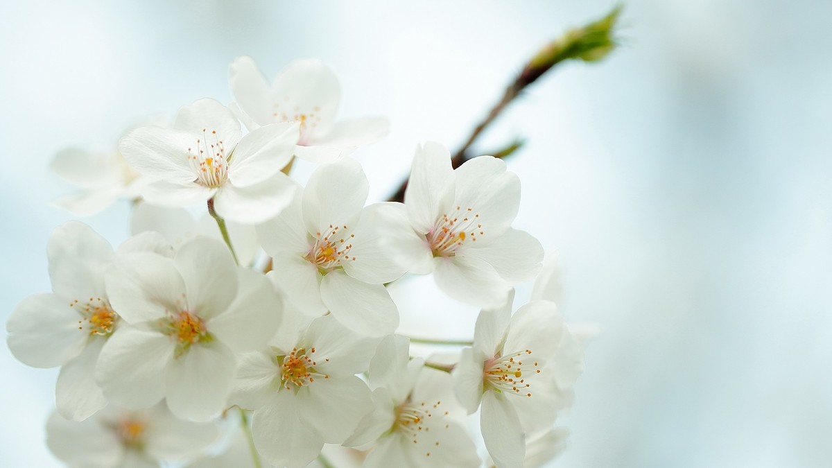 佳能百微镜头下的早樱冷艳妩媚。