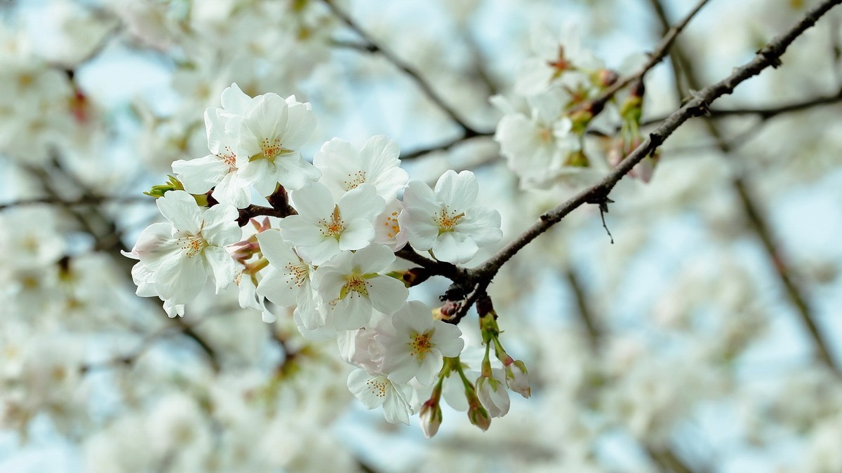 佳能百微镜头下的早樱冷艳妩媚。