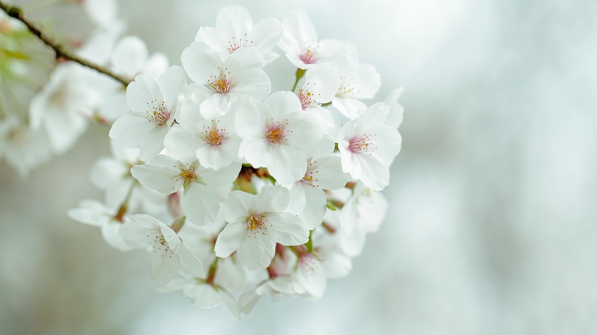 佳能百微镜头下的早樱冷艳妩媚。