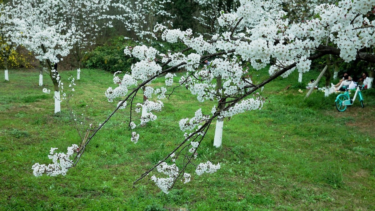 佳能百微镜头下的早樱冷艳妩媚。