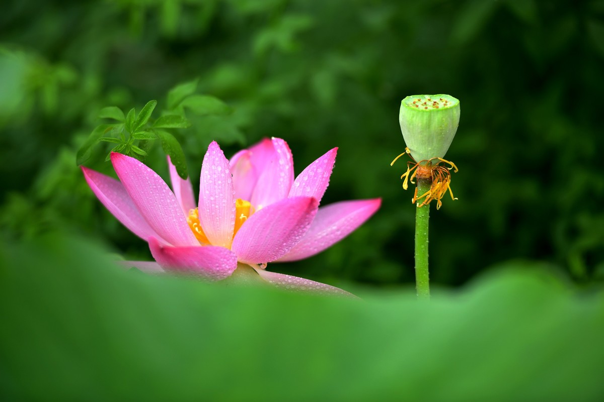 荷花