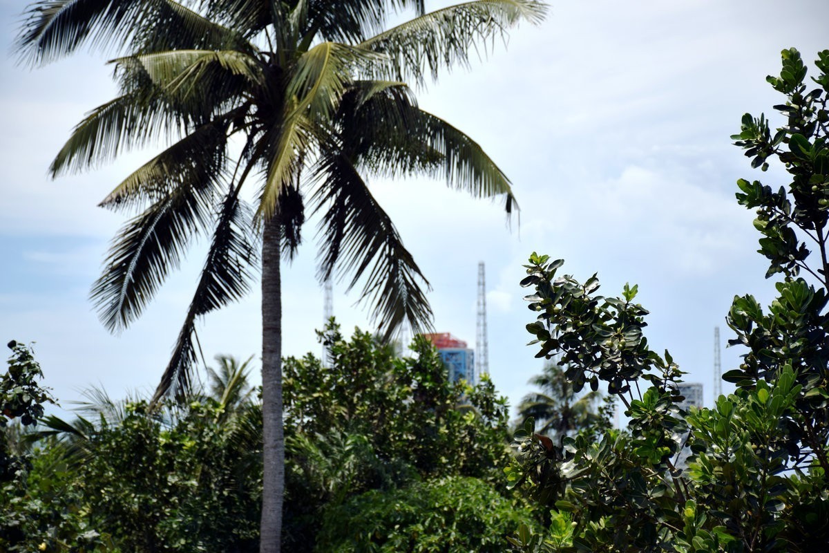 2024夏 海南环岛行（50）文昌椰子鸡