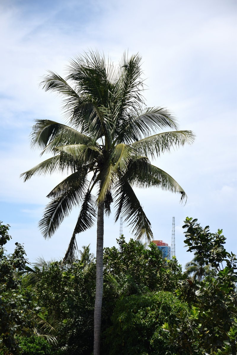 2024夏 海南环岛行（50）文昌椰子鸡