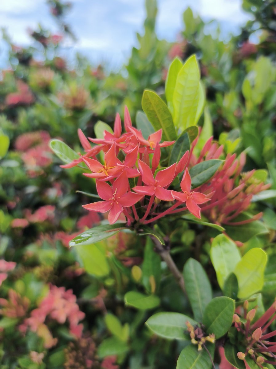 2024夏 海南环岛行（167）美丽家园---罗驿古村