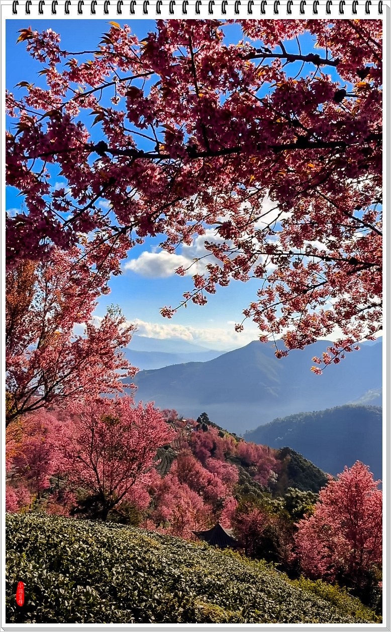 2024年- 云南大理无量山樱花拍-1101