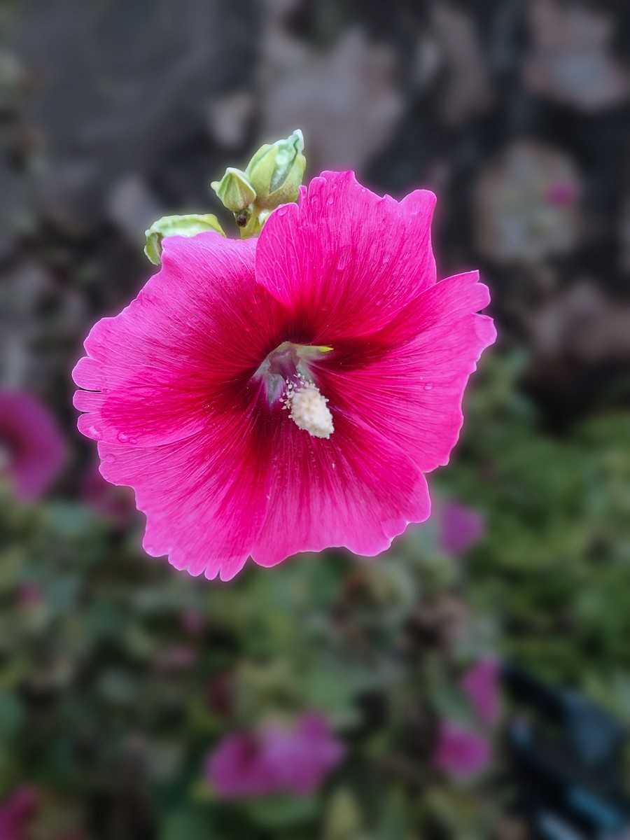 蜀滇黔渝鄂骑游随拍9——所见所拍