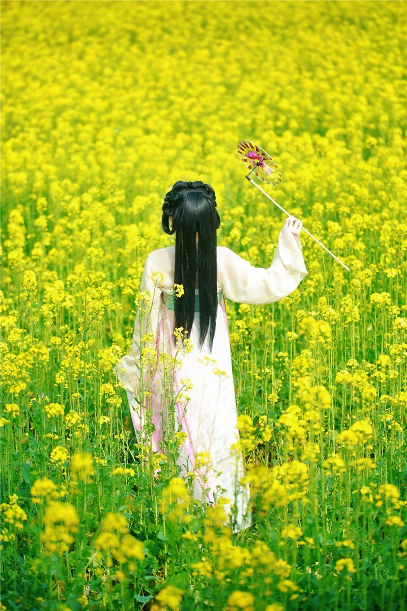 油菜花