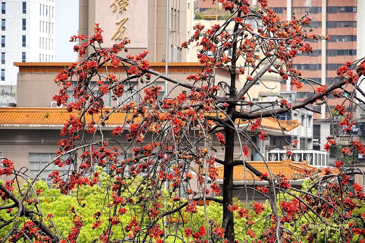 红棉灿放
