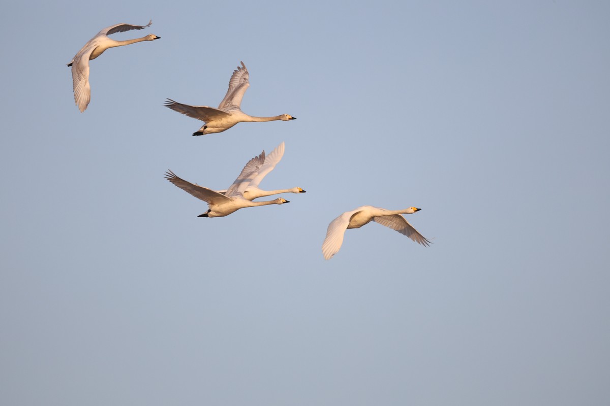 新入R6MarKII 拍摄大天鹅