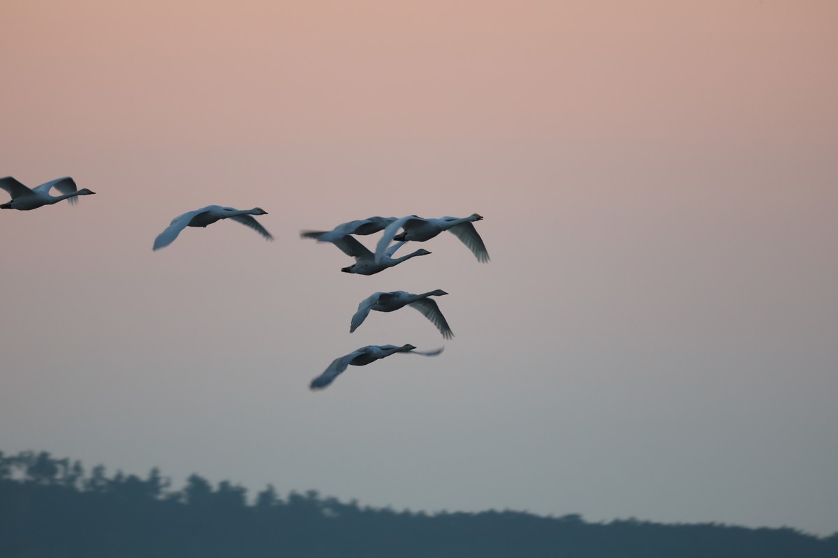 新入R6MarKII 拍摄大天鹅