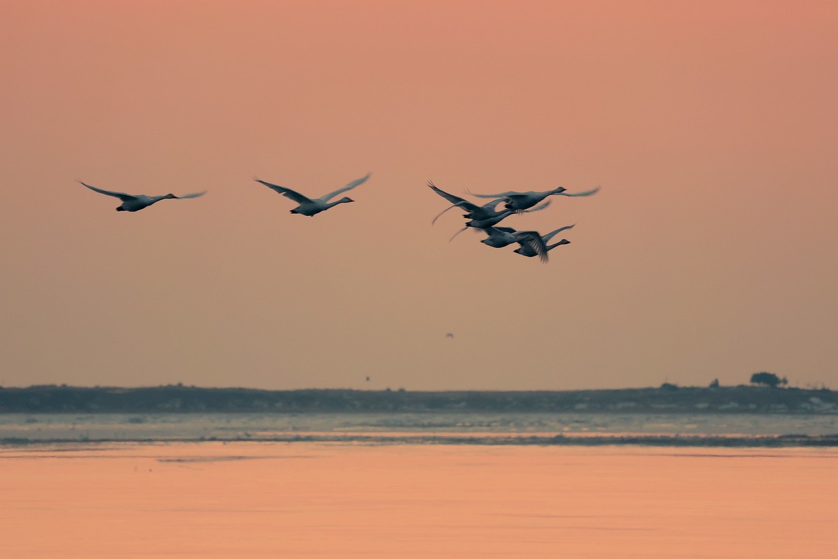 新入R6MarKII 拍摄大天鹅