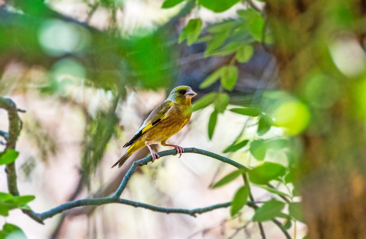 漂亮的金翅雀（三十二）