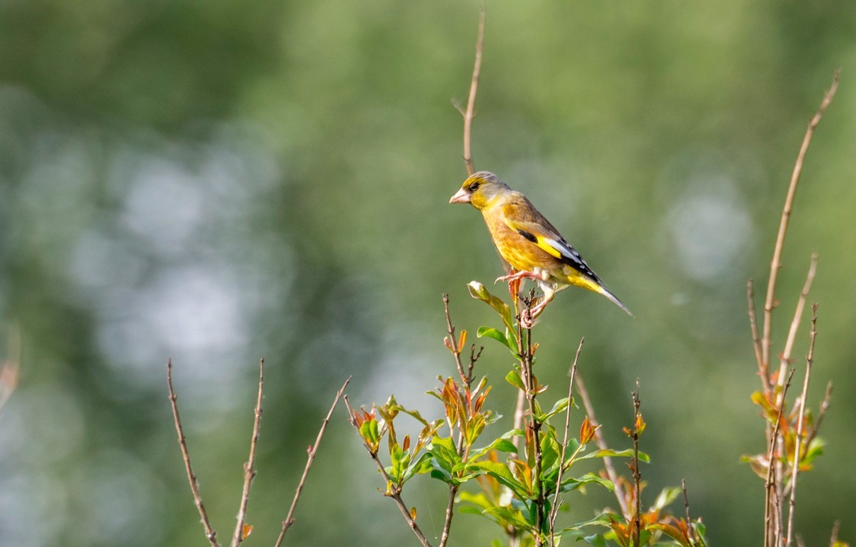 漂亮的金翅雀（三十二）