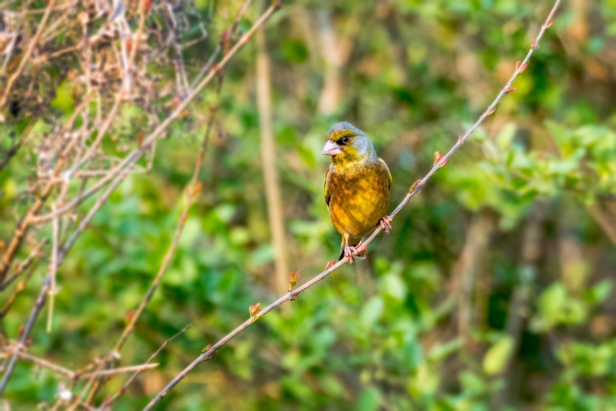 漂亮的金翅雀（三十二）