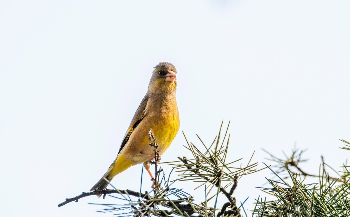漂亮的金翅雀（三十二）