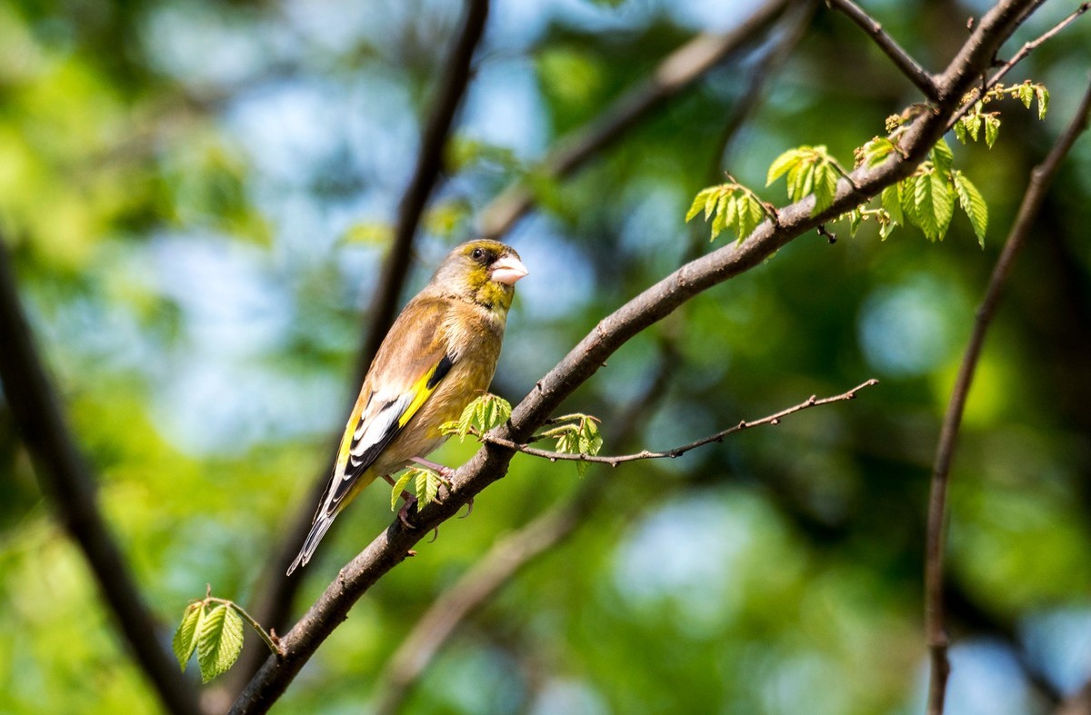 漂亮的金翅雀（三十二）