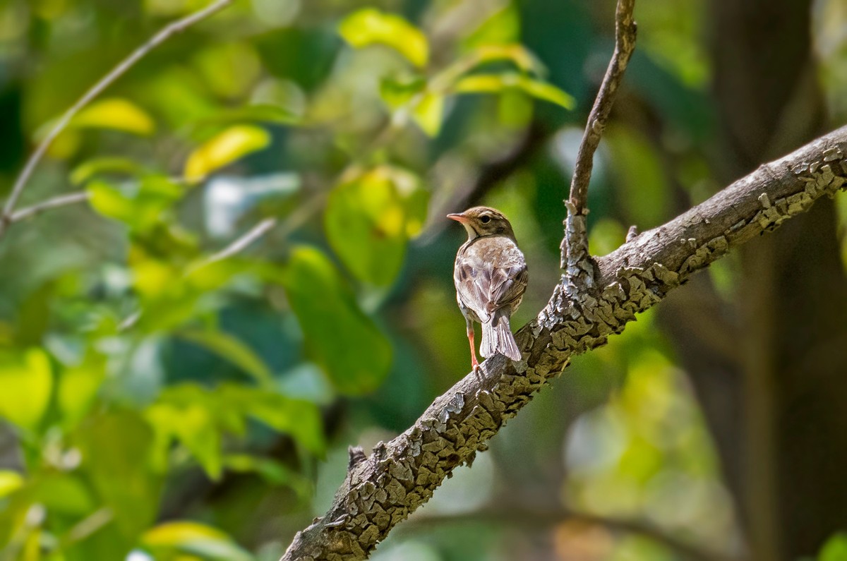 漂亮的金翅雀（三十二）