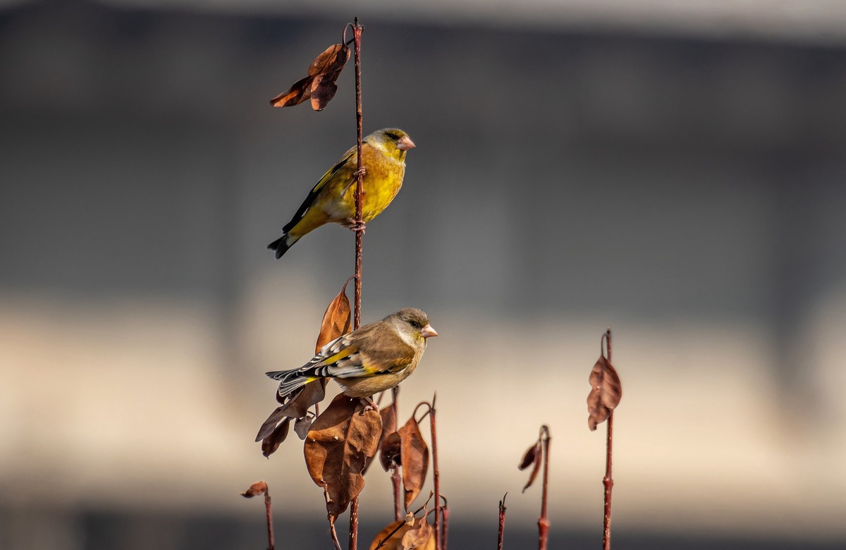 漂亮的金翅雀（三十二）