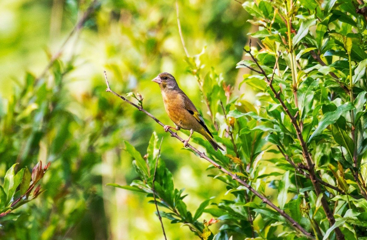 漂亮的金翅雀（三十二）