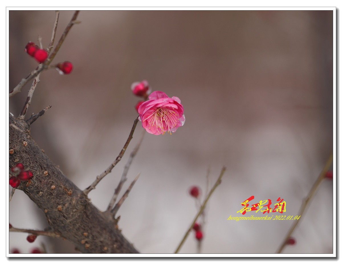 红梅花儿开17【2022-092】