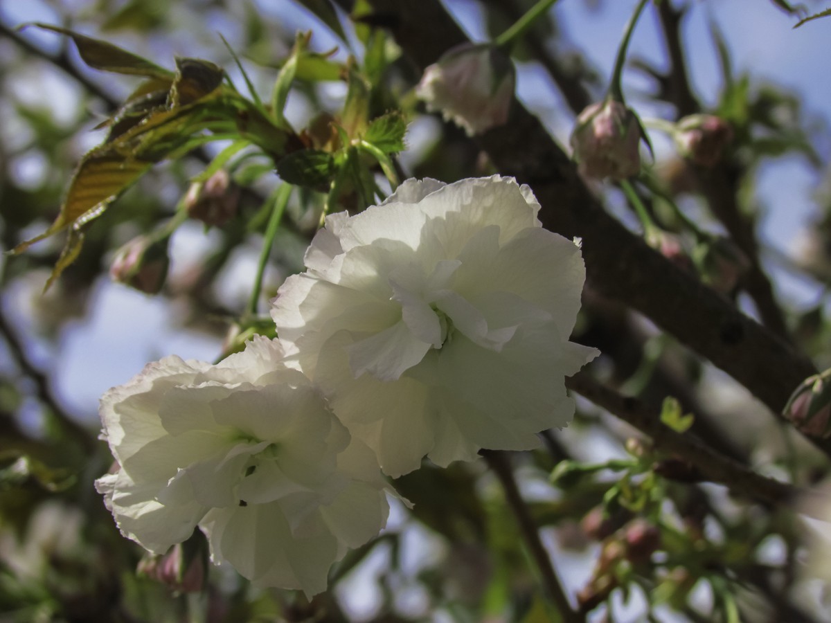 樱花