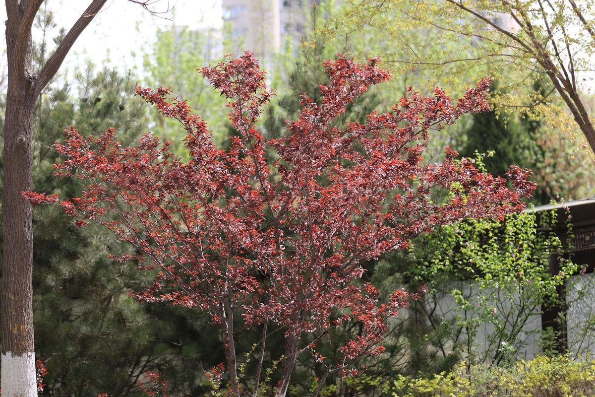 小区的树和花