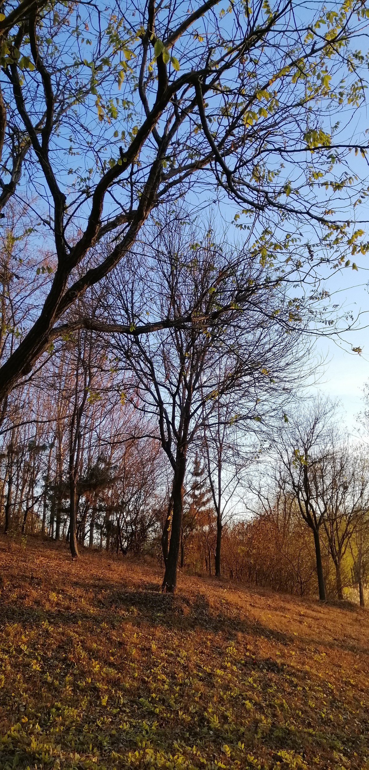 昨刮一天风今天气温降到零下10度