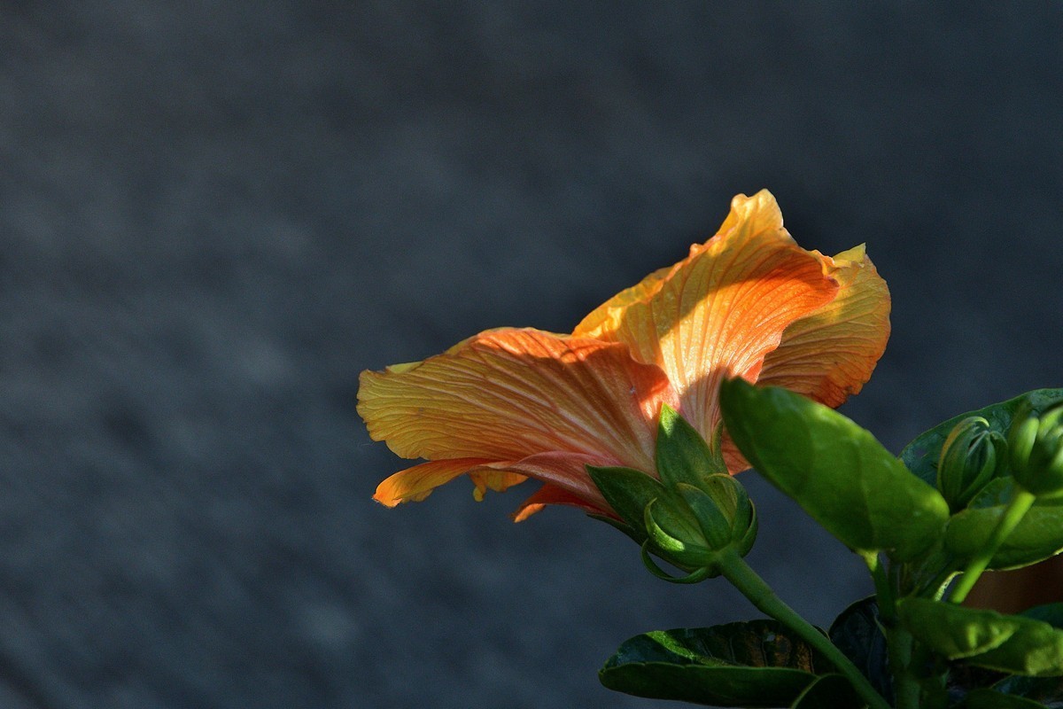 南宁首届朱槿花展6