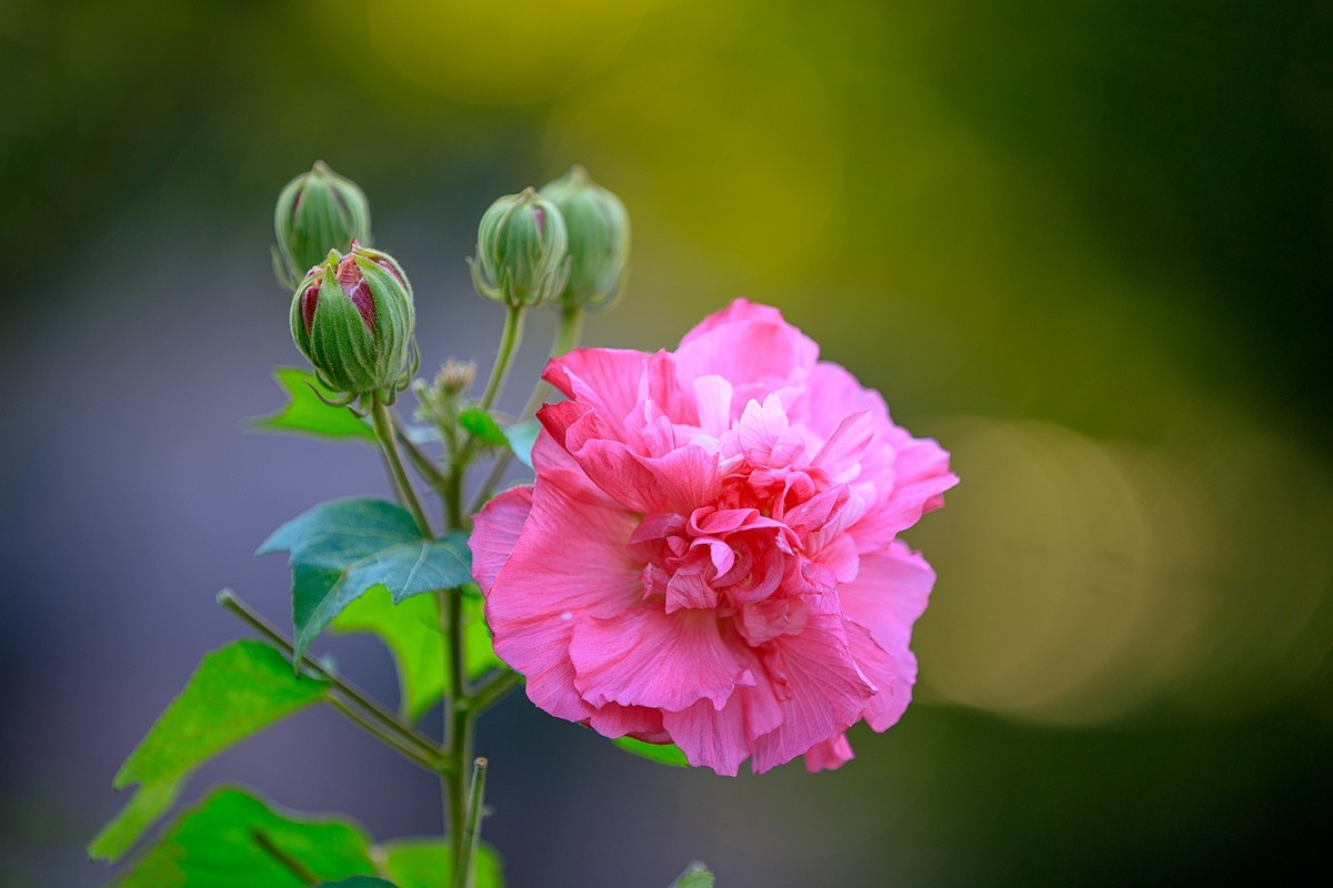 2022花城看花(72):芙蓉花-中关村在线摄影论坛