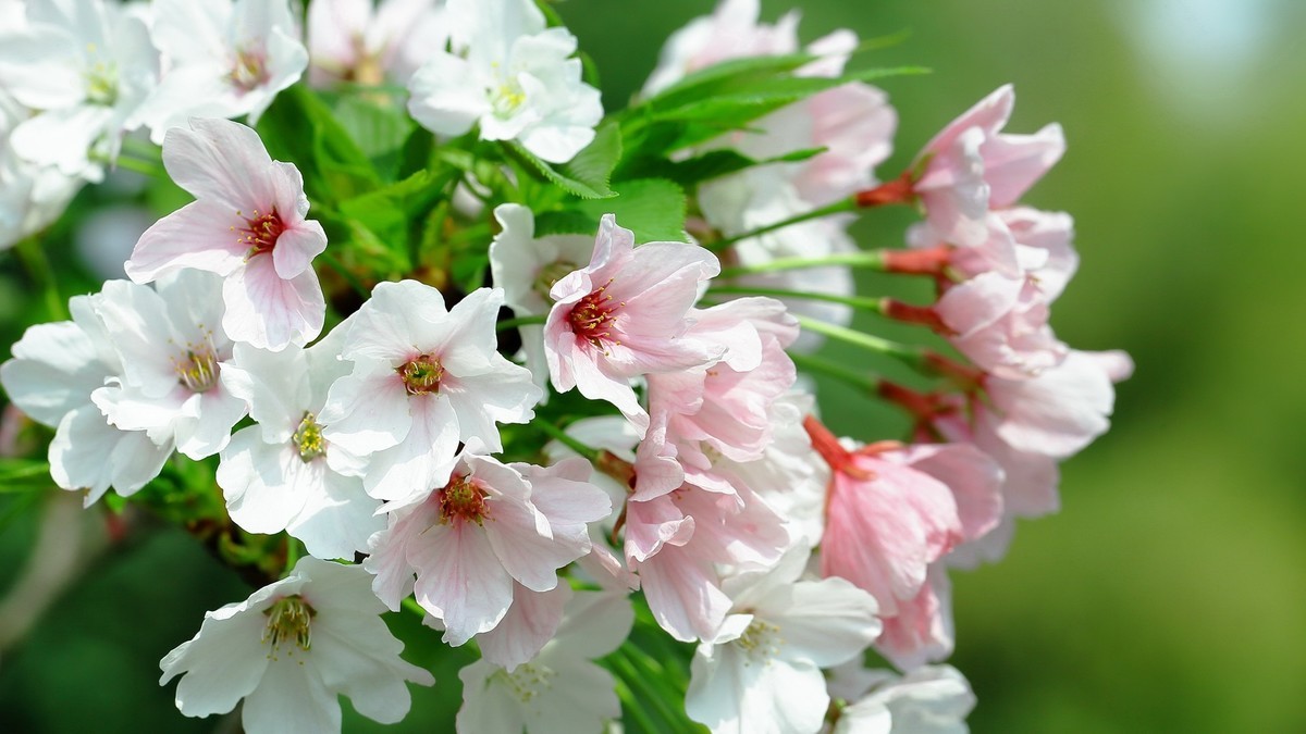 佳能百微镜头下的早樱冷艳妩媚。