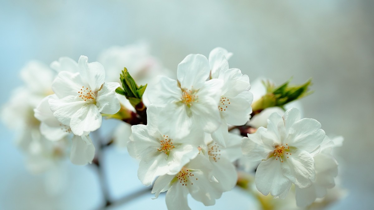 佳能百微镜头下的早樱冷艳妩媚。