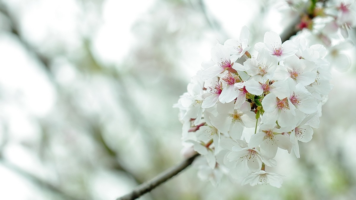 佳能百微镜头下的早樱冷艳妩媚。