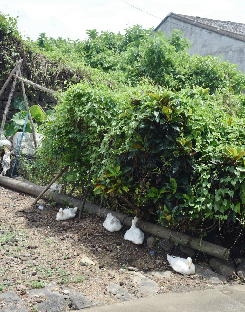 2024夏 海南环岛行（167）美丽家园---罗驿古村