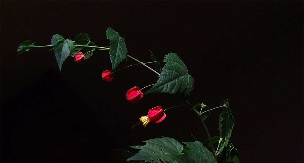 大红灯笼庆贺虎年大吉