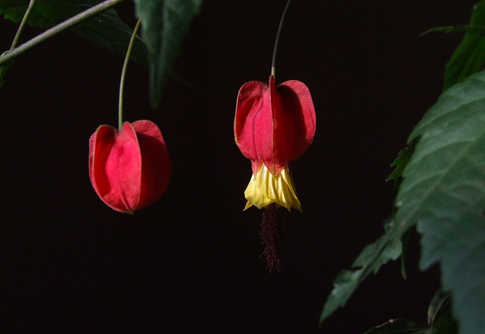 大红灯笼庆贺虎年大吉