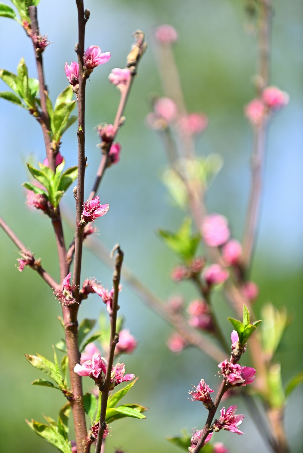 湿地公园春天之花