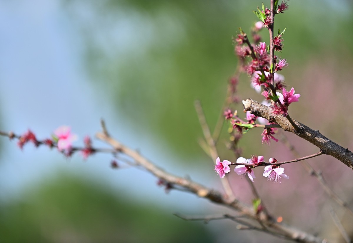 湿地公园春天之花