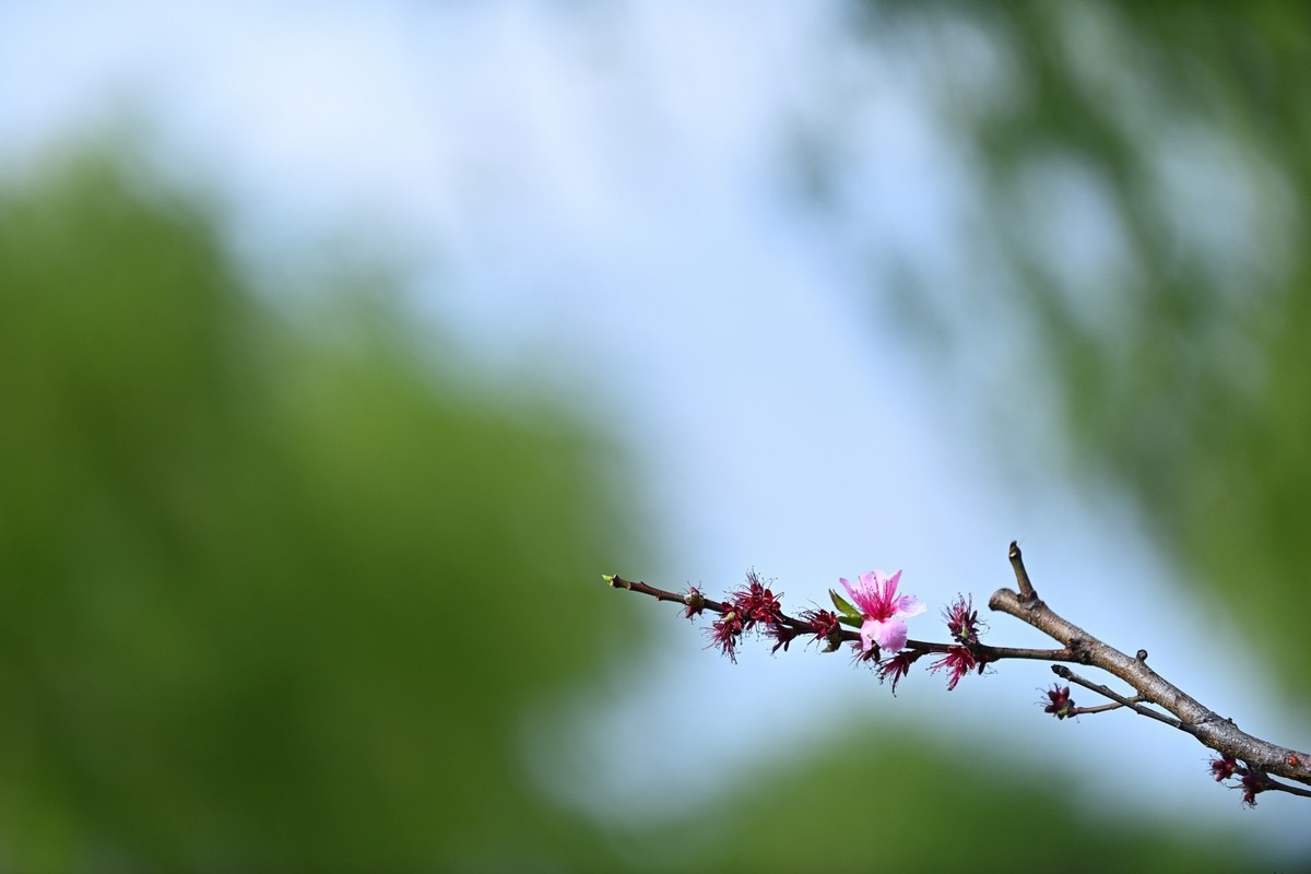 湿地公园春天之花