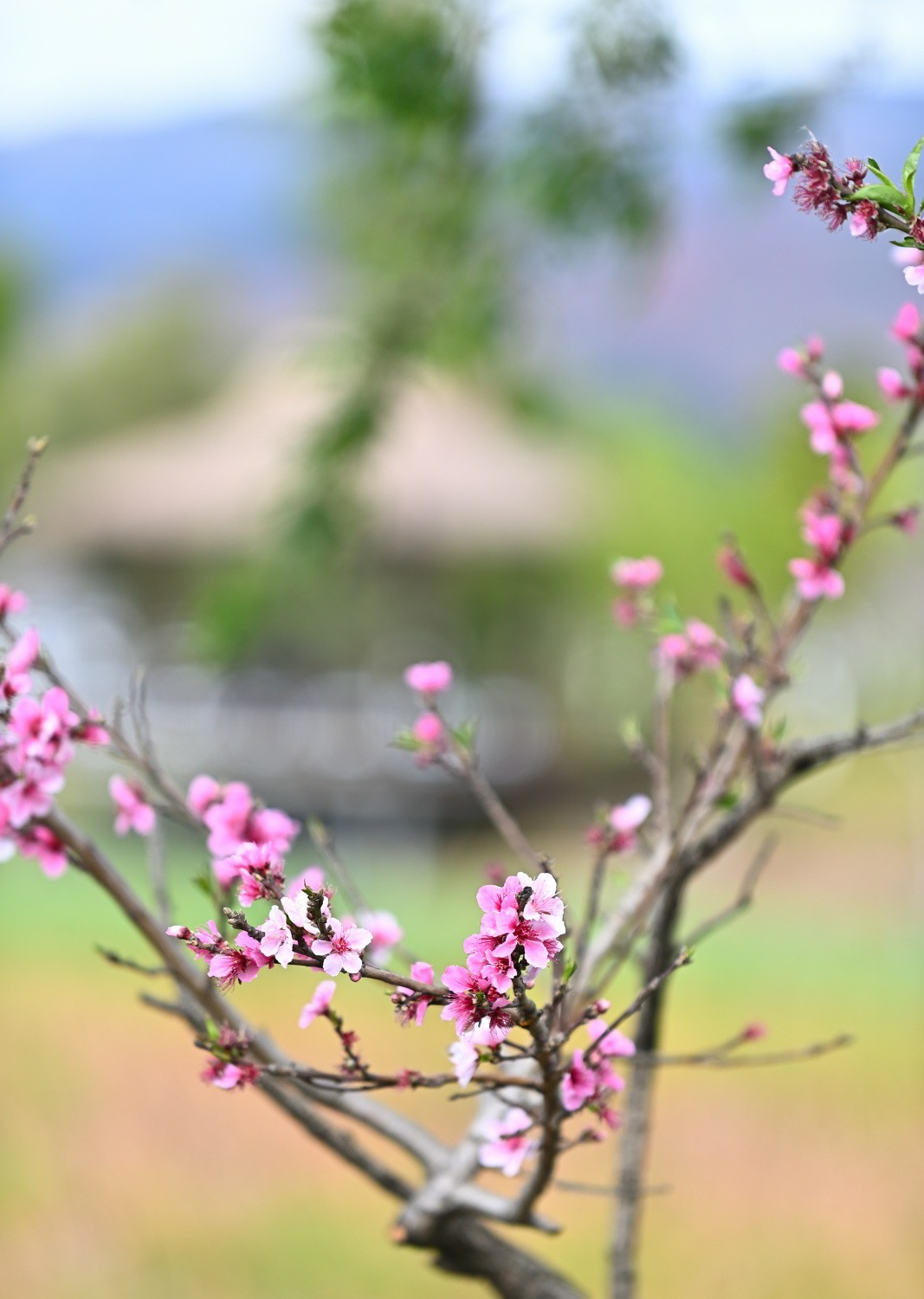 湿地公园春天之花