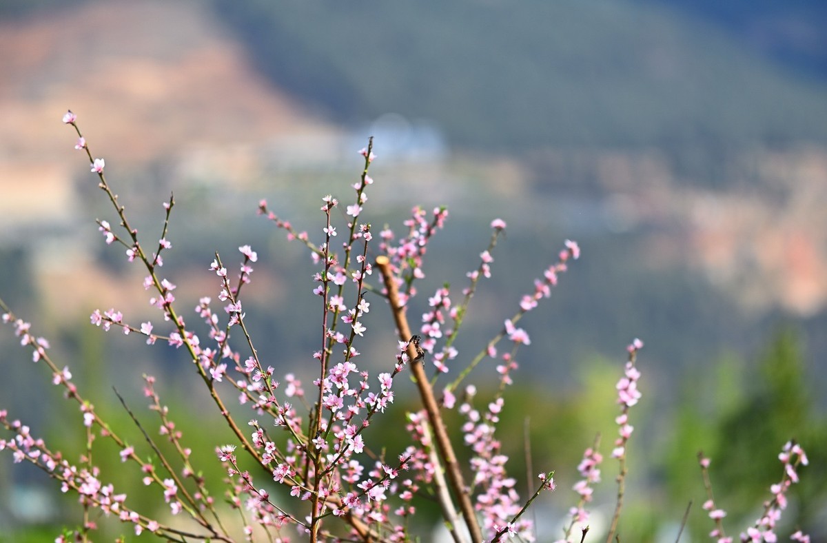 湿地公园春天之花