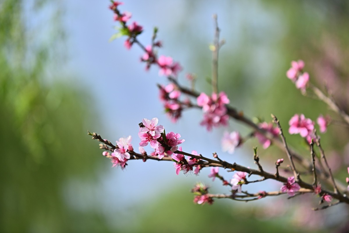 湿地公园春天之花续集