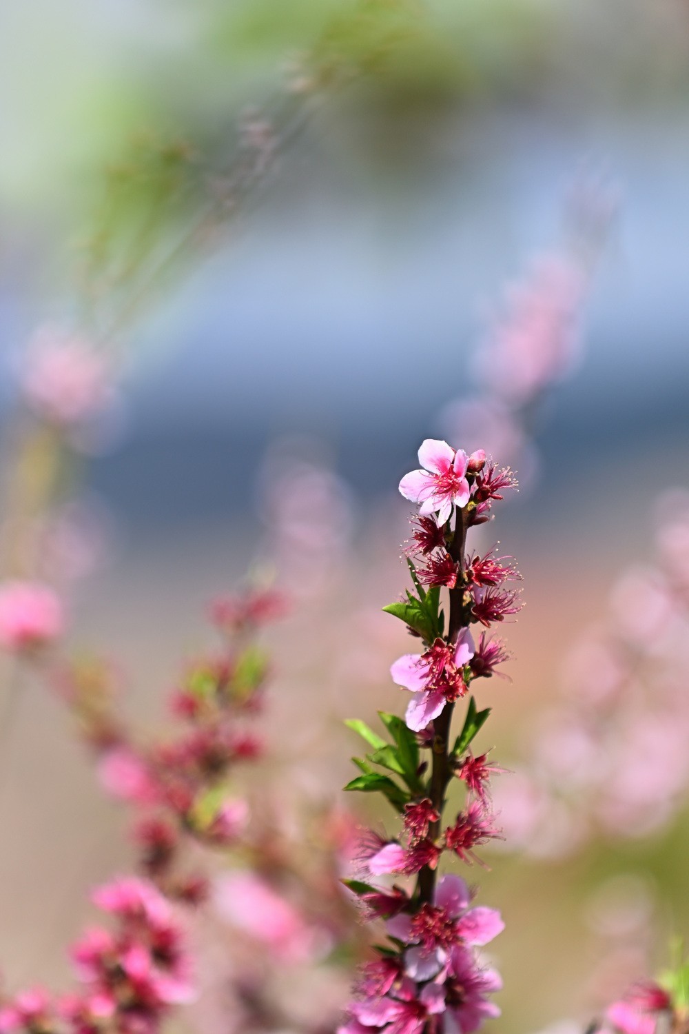 湿地公园春天之花续集