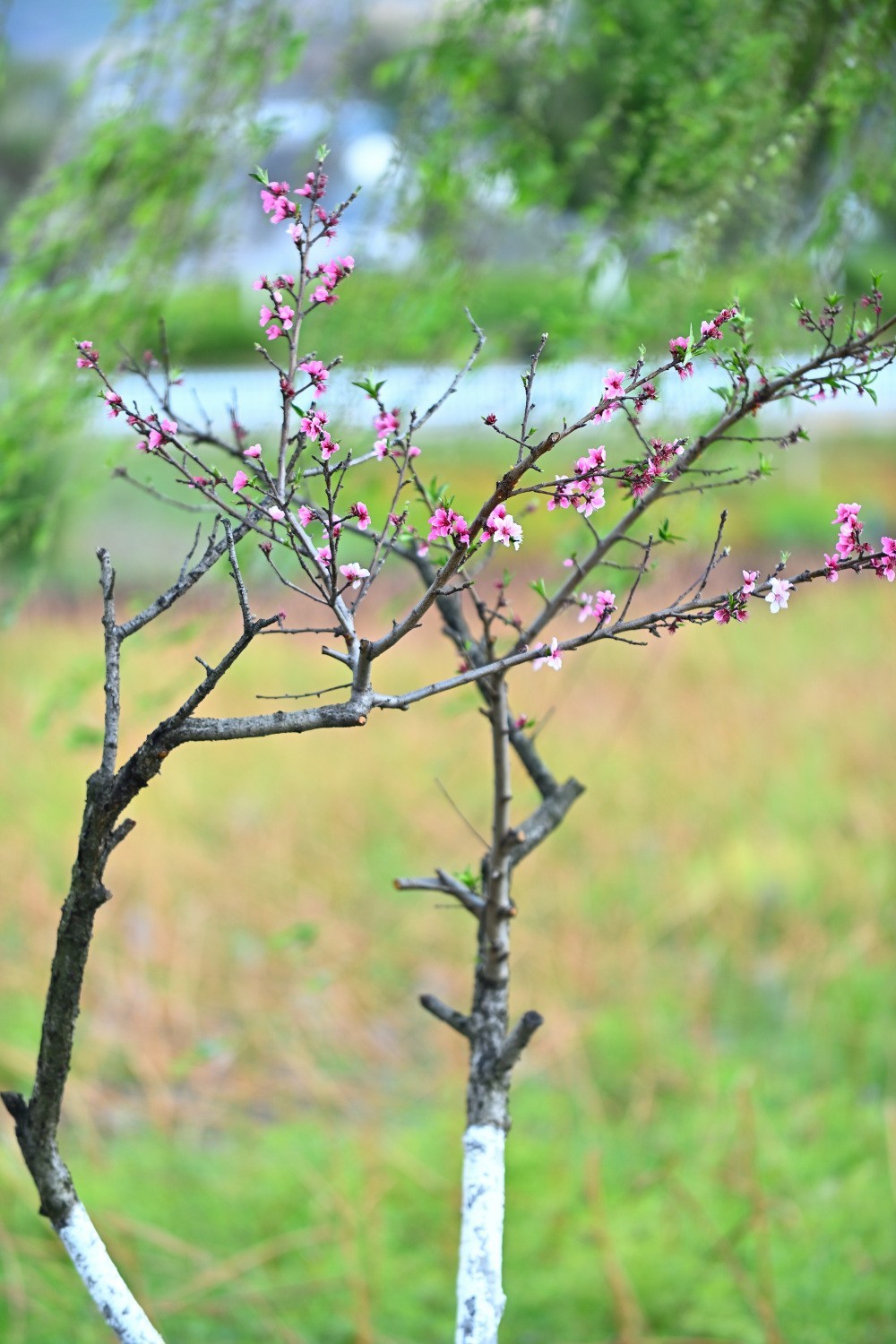 湿地公园春天之花续集