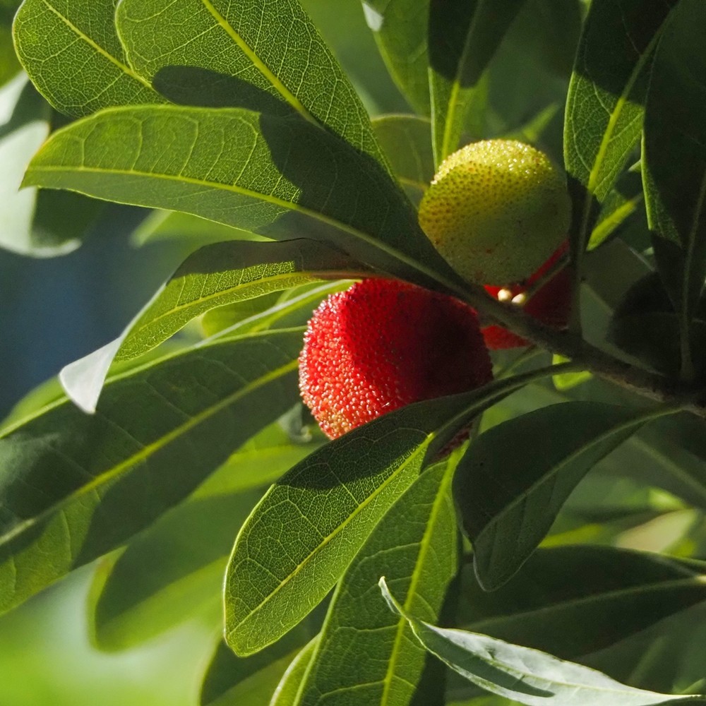 小区里杨梅红了