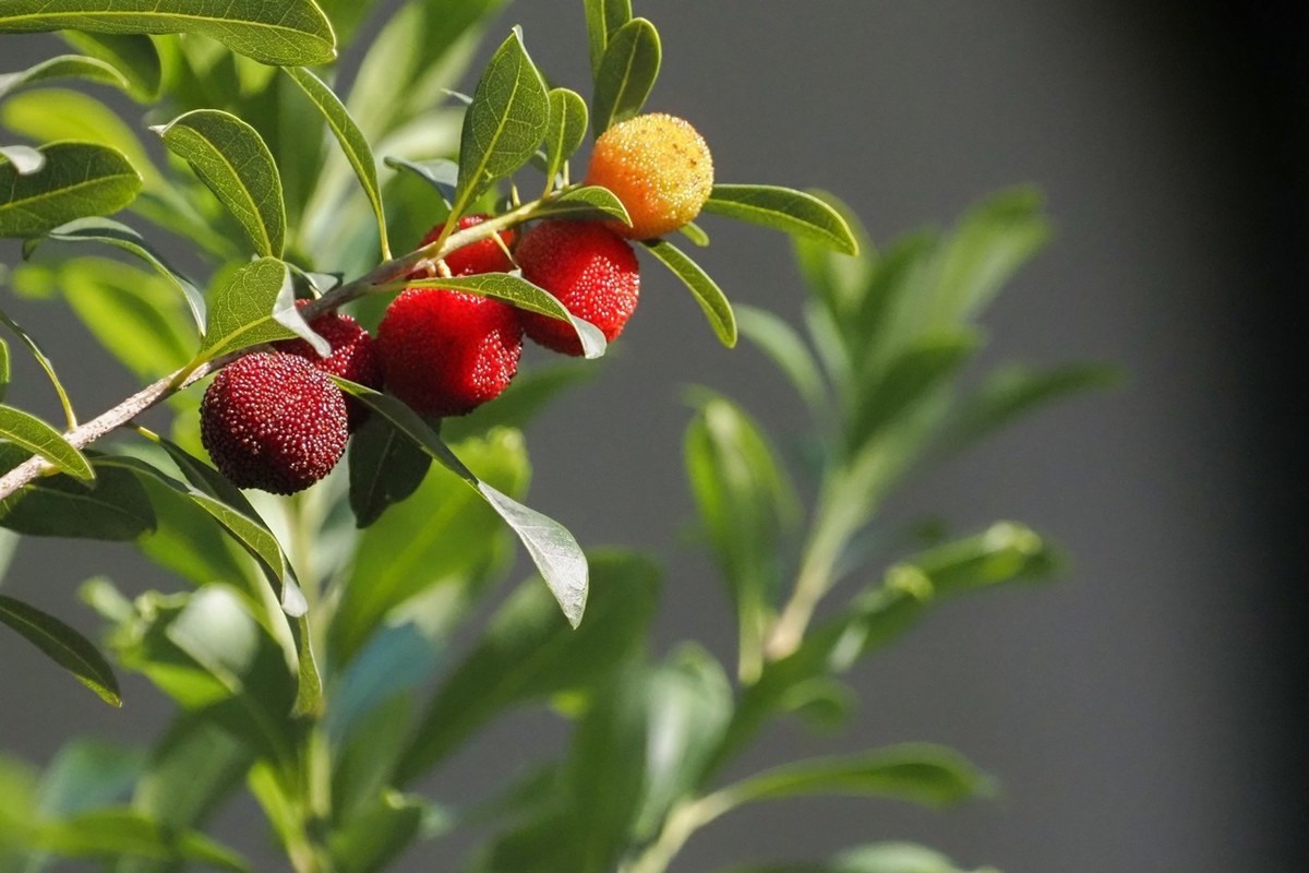 小区里杨梅红了