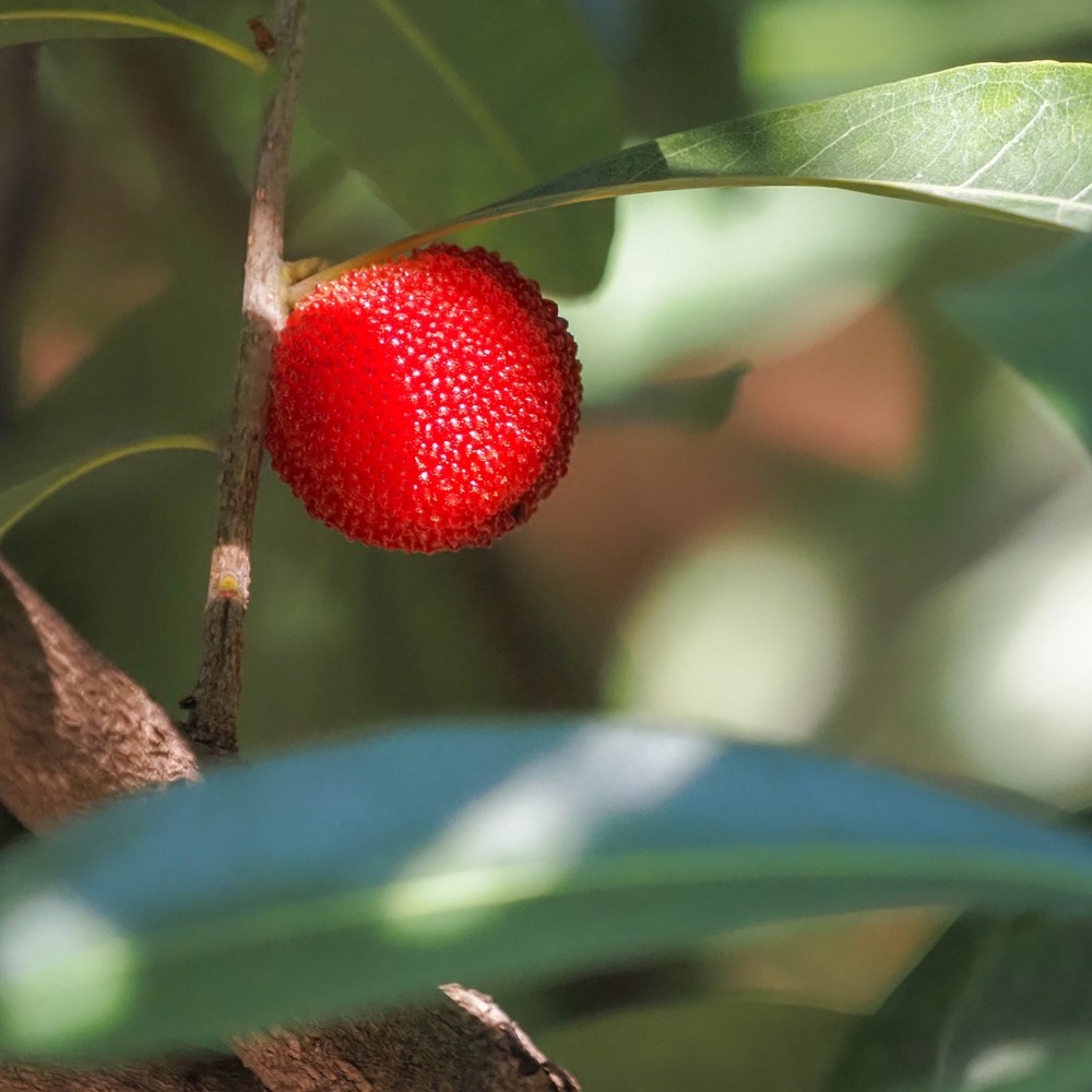 小区里杨梅红了