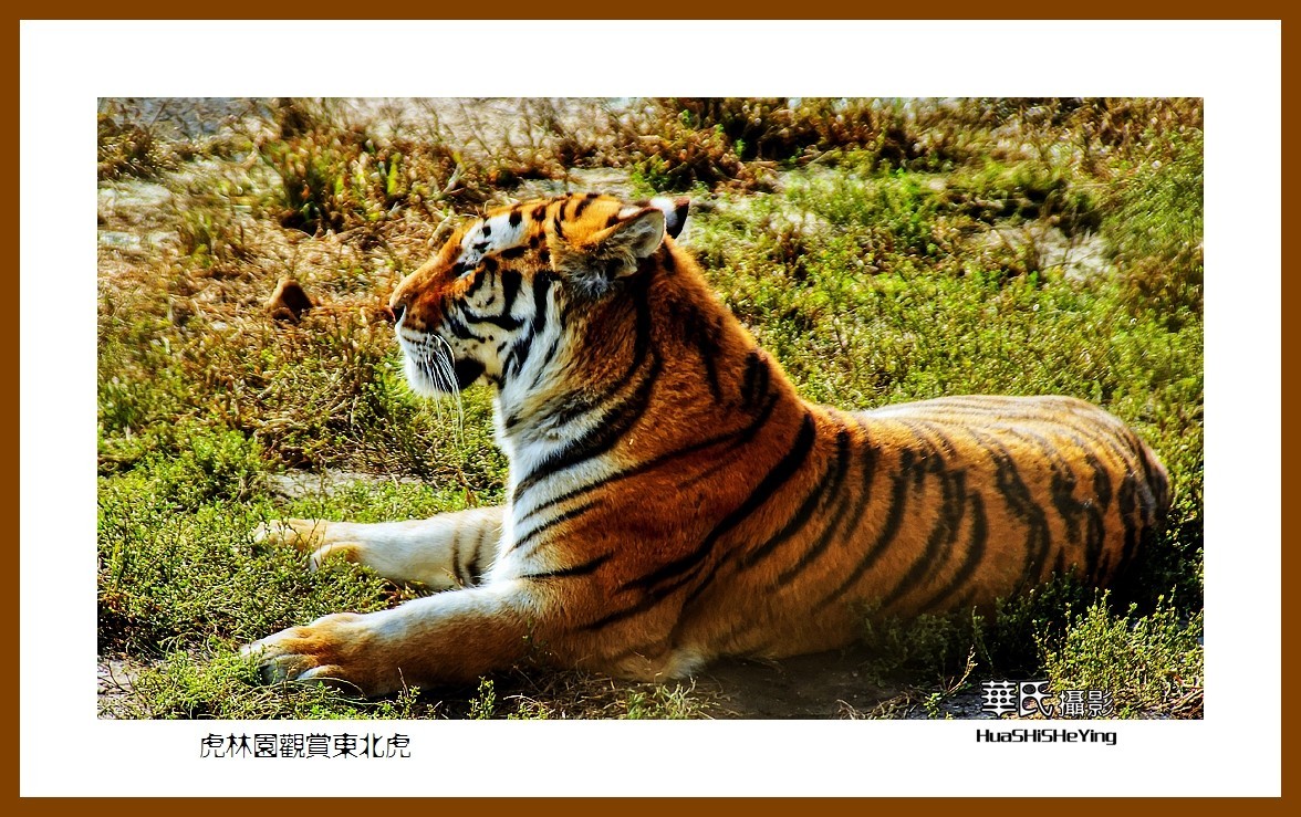 2022东部边境行068——虎林园观赏东北虎之一（黑龙江省牡丹江市海林）